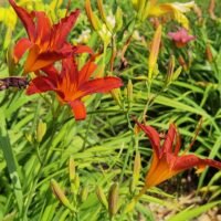 Daylily (=Hemerocallis) ‘Fulva Kwaso’