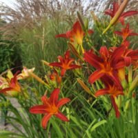 Daylily (=Hemerocallis) ‘Fulva Kwaso’