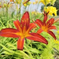 Daylily (=Hemerocallis) ‘Fulva Kwaso’