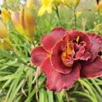 Daylily (=Hemerocallis) ‘Night Embers’