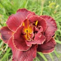 Daylily (=Hemerocallis) ‘Night Embers’
