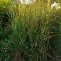 Panicum virgatum ‘Proso Rehbraun’