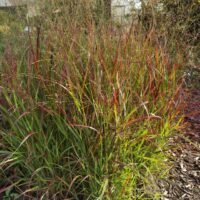 Panicum virgatum ‘Proso Rehbraun’