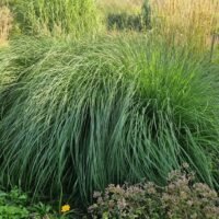 Pennisetum alopecuroides