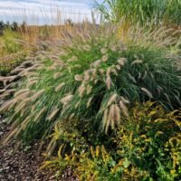 Pennisetum alopecuroides