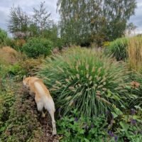 Pennisetum alopecuroides