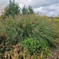 Pennisetum alopecuroides