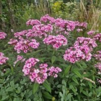 Phlox ‘All in One’