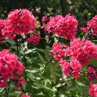 Phlox ‘Starfire’