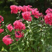 Phlox ‘Starfire’