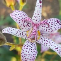 Tricyrtis hirta