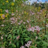 Tricyrtis hirta