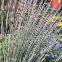 Schizachyrium scoparium ‘Prairie Blues’
