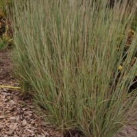 Schizachyrium scoparium ‘Prairie Blues’
