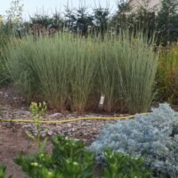 Schizachyrium scoparium ‘Prairie Blues’