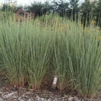 Schizachyrium scoparium ‘Prairie Blues’