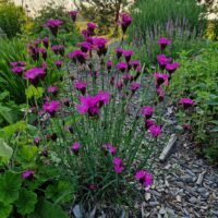 Dianth carthusianorum