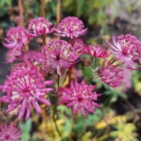 Astrantia ‘Midnight Owl’