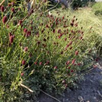 Sanguisorba ‘Little Angel’