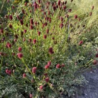 Sanguisorba ‘Little Angel’