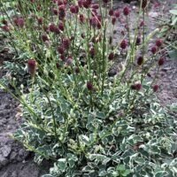 Sanguisorba ‘Little Angel’