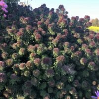 Aster ‘Ann Leys’