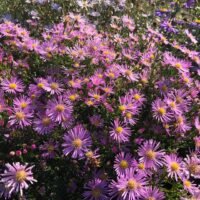 Aster ericoides ‘Pink Star’