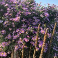 Aster ericoides ‘Pink Star’