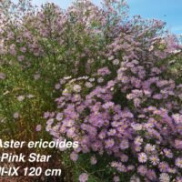 Aster ericoides ‘Pink Star’