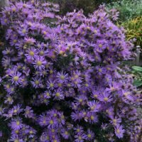 Aster ericoides ‘Pink Star’