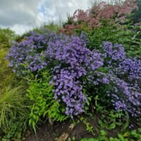 Aster ‘Little Carlow’