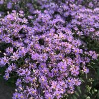Aster ‘August Sky’