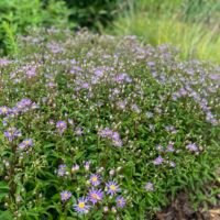Aster ‘August Sky’