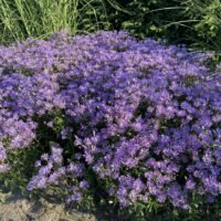 Aster ‘August Sky’