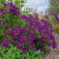 Aster novae-angliae ‘Helen Picton’