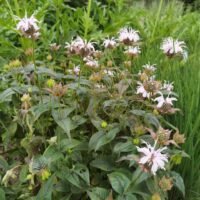 Monarda bradburiana ‘Maramek’