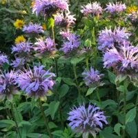 Monarda fistulosa ‘Elsie’s Lavende