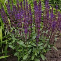 Salvia nemorosa ‘Caradonna’