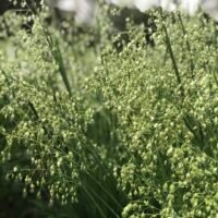 Briza media ‘Golden Bee’