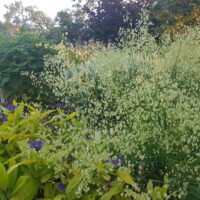 Briza media ‘Golden Bee’