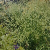 Briza media ‘Golden Bee’