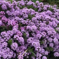 Thymus longicaulis ssp Odoratus