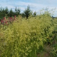Deschampsia cespitosa Goldschleier
