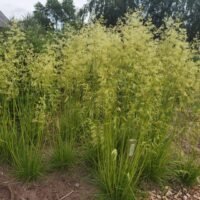 Deschampsia cespitosa Goldschleier