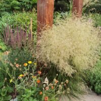 Deschampsia cespilosa ‘Palava’