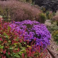 Aster amellus ‘Mira’