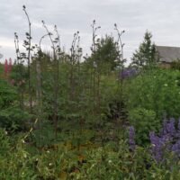 Thalictrum aguilegifolium ‘Elin’