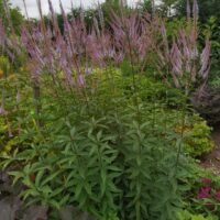 Veronicastrum ‘Fascination’