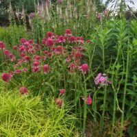 Equisetum camtschatcense