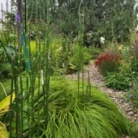 Equisetum camtschatcense